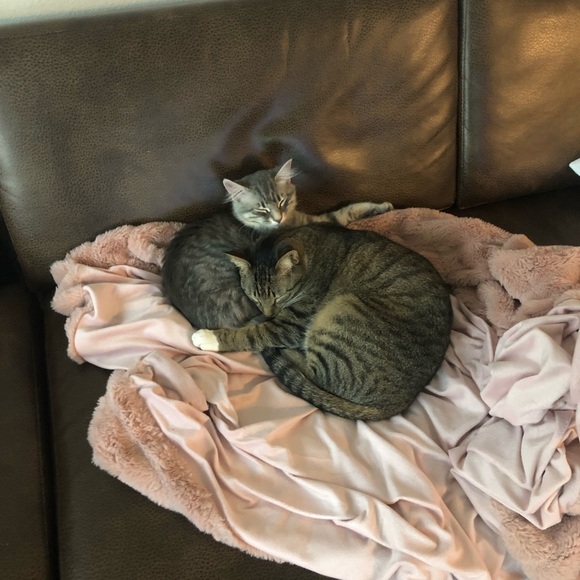 Meet your Posher, Anna - Picture 1 of 1